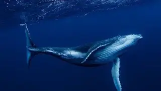 blue whale jumping out of water🐋🐋