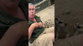 Эта стая сурикатов нашла источник пищи, и вся семья получит свою долю! 🌍🤠