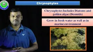 Chrysophytes general characters with practice MCQs for NEET iiby Sekhar's Bio factory