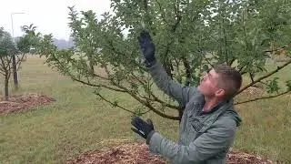 The Roots: Fruit Tree Fundamentals