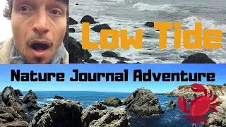 Nature Journal Adventure: Low Tide