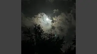 moonlit nights