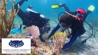 Ocean and Coastal Studies at FAU | The College Tour