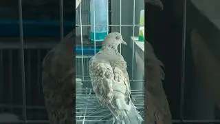 mutation oriental turtle dove #dove #ringneckdove #orientalturtledove #pigeon