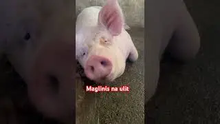 Mama pig resting, backyard farming