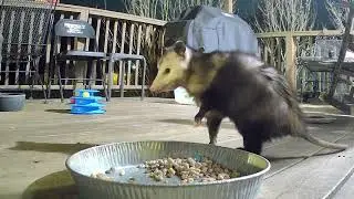 Critter movie from last night @crittertime308 #raccoon #opossum #possum #trashpanda #straycat #fypシ 