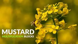 Mustard Multiplication Blocks Explained | Field Visit with Umar Azam (R&D) | Ignition Seeds