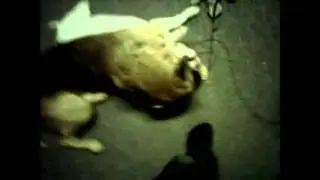 K9 MMA - German Shepherd Rips Perfect Arm Triangle