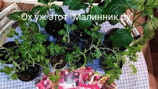Рассада от 