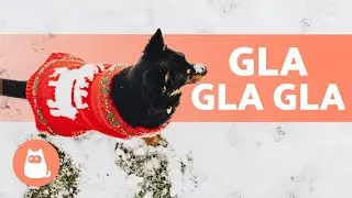 Comment PROTÉGER son CHIEN du FROID? 🐶❄️ Découvrez-le !