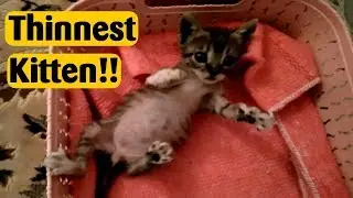 I rescued the tiniest kitten in the world !!
