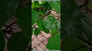 Gymnemic Acid from Gymnema slyvestre |antidiabetic plant