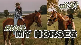 Meet My 4 Horses!
