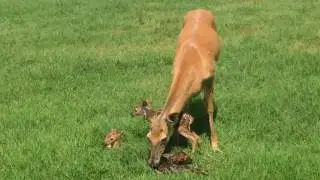 3 Baby Deer Fawns Born at Oregon Dairy this morning!