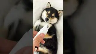 Getting ready #pet #trending #viral #shorts