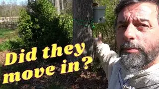 Did bees move in? Swarm Trap update