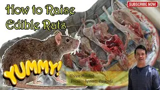 How to Raise Edible Rats I (Edible Rat Farm- Thailand)