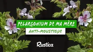 Je multiplie le p&eacute;largonium odorant de ma m&egrave;re