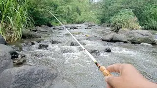 nginthil mancing sedang live sekarang!Mancing ikan micro di sungai bebatuan!!