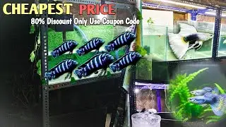 IMPORTED GUPPIES CHEAPEST RATE | BLUE CHICLET FISH | IMPORTED GUPPY FISH FARM 