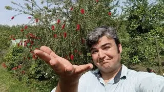 زندگی روستایی حامد/روزهای کار در شالیزار و اماده سازی زمین و دلیل غیبت طولانی من