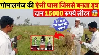 देखिये गोपालगंज की ऐसी घास जिसकी खेती कर किसान कमा रहा लाखों ~ Gopalganj News