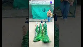 Peacock catching technique