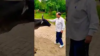 My cow's heart is like a plate of milk #cowvideos #cow #cowsThe duck is my duck