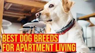 Best Dog Breeds For Apartment Living/Small Spaces// Amazing Dogs