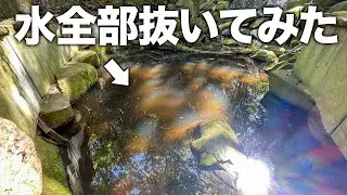 ビーバーの住む池の水全抜きしてみた