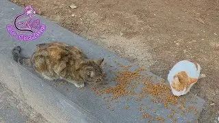 A Day in Damascus: Caring for Stray Cats with Love ❤️🌸