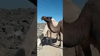 FEEDING THE CAMEL/LEARN HOW TO CALL THEIR ATTENTION#short#youtubeshorts