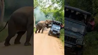Terrifying elephant attack caught on safari&mdash;raw power, real fear. Nature doesn&rsquo;t hold back.