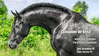 Comandor 4 sale