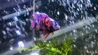 Yellow Ob Peacock #africancichlids #aquarium #fish #bigtanks #peacockcichlids
