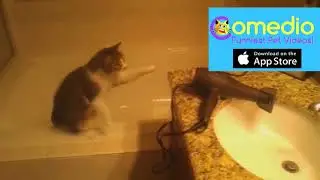 cat fail bathroom