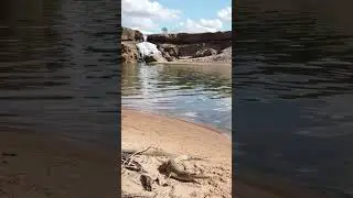 oh look. A snapping handbag. 🤣 #crocodile #workhazards #camping  #queensland #australia