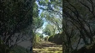 trees that became the roof shade of this old Spanish church ruins 🍃