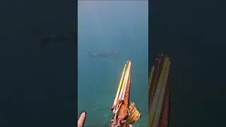 Kira-kira seperti itu ceritanya 🙄#spearfishing #panahikan #ikantenggiri #kingmack