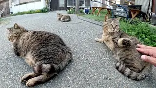 キジトラ猫の一族に会いに行ったらメチャクチャ警戒された