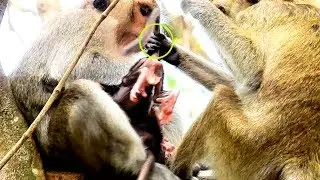 Much Pity Poor Abandon Calvin,  Female Monkey hold  Baby Cry hurt nearly Unconscious.