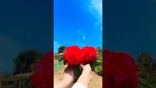 National flower: Red rhododendron❣️
