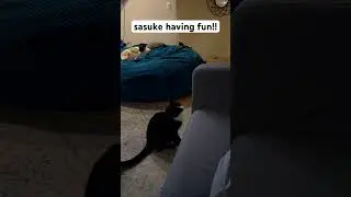 sasuke so cute!!! #cute #cat #shorts #catmemes #memes #cutecata