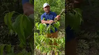 Pimenta de Macaco  uso na culin&aacute;ria e medicinal #PimentaDeMacaco #PlantasMedicinais