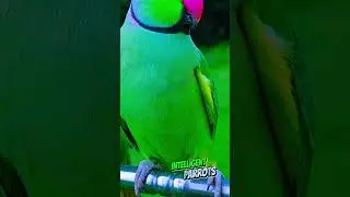 Parrot Talking Like a Human | Best Clips 🗣️ #ParrotTalking #FunnyParrot #ParrotClips 🎬