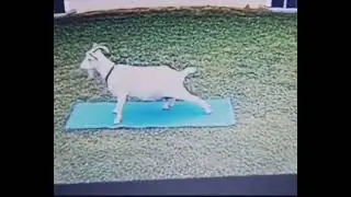 Yoga Goat 😳 #shorts #yoga #animals #goat #funny 