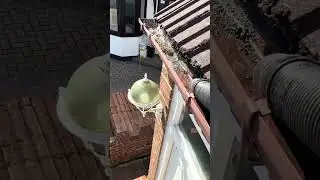 Gutter Cleaning in Gidea Park, Romford #gutters #guttercleaning #gutterclearing #residentialcleaning