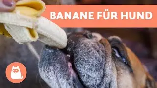 Ist BANANE gut f&uuml;r Hunde? 🍌 OBST F&Uuml;R HUNDE