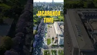 City Highlights Argentina: Jacaranda Bloom in Buenos Aires &ndash; A Drone&rsquo;s View
