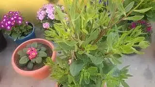 Dimorphotheca/african Daisy flower plant care tips